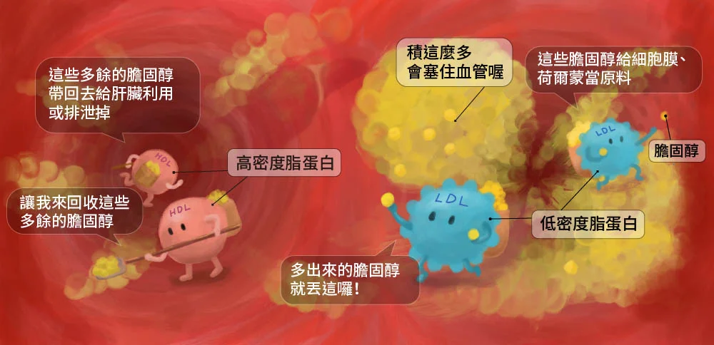 Cholesterol article cover illustration