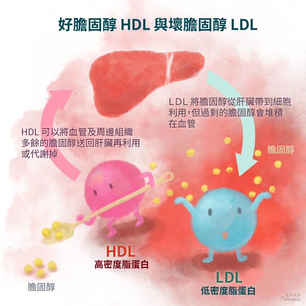 Good and bad cholesterol comparison illustration