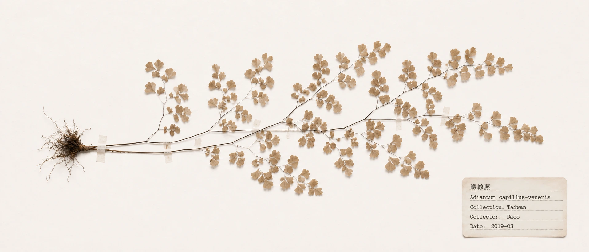 Maidenhair fern specimen hero image