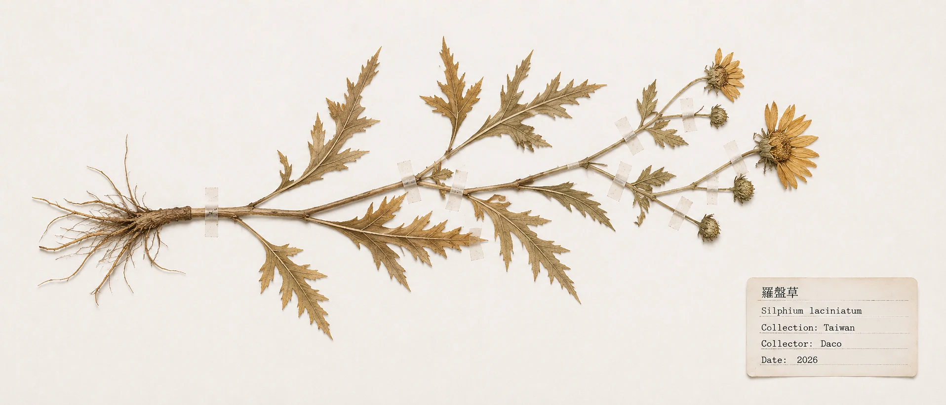 Compass plant specimen